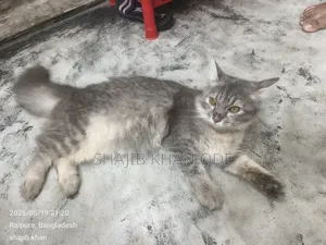 6-12 Months Female Purebred Persian