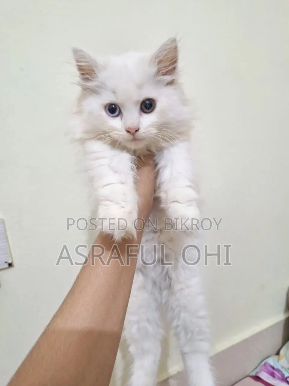 3-6 Months Male Purebred Persian