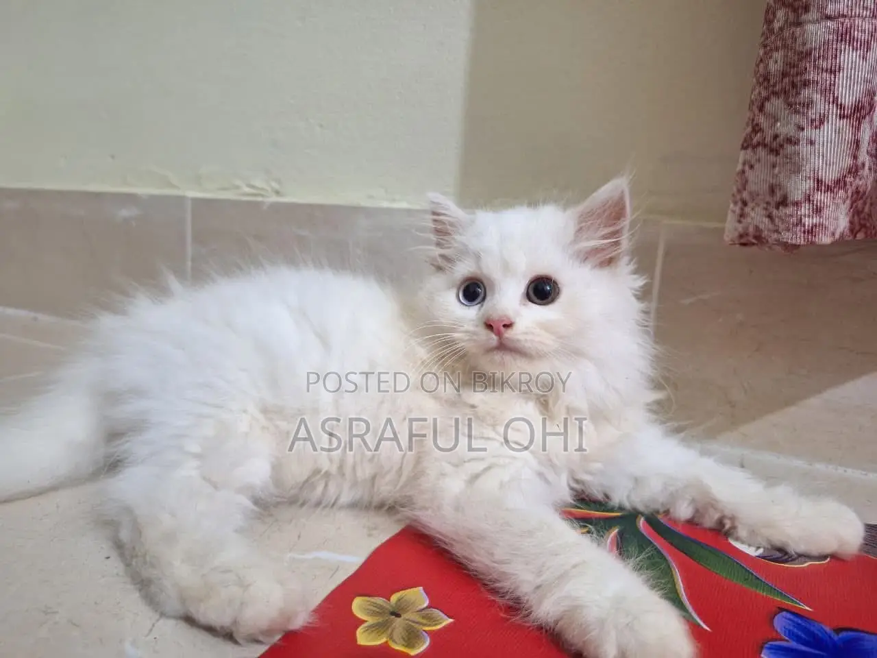 3-6 Months Male Purebred Persian