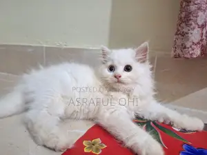 3-6 Months Male Purebred Persian