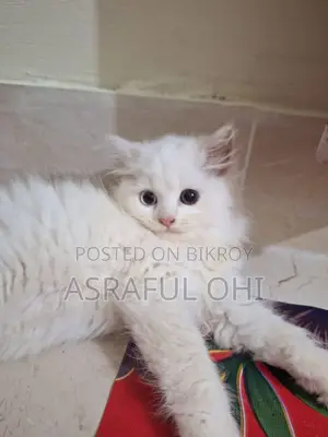 3-6 Months Male Purebred Persian
