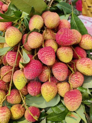 High-Quality Litchi