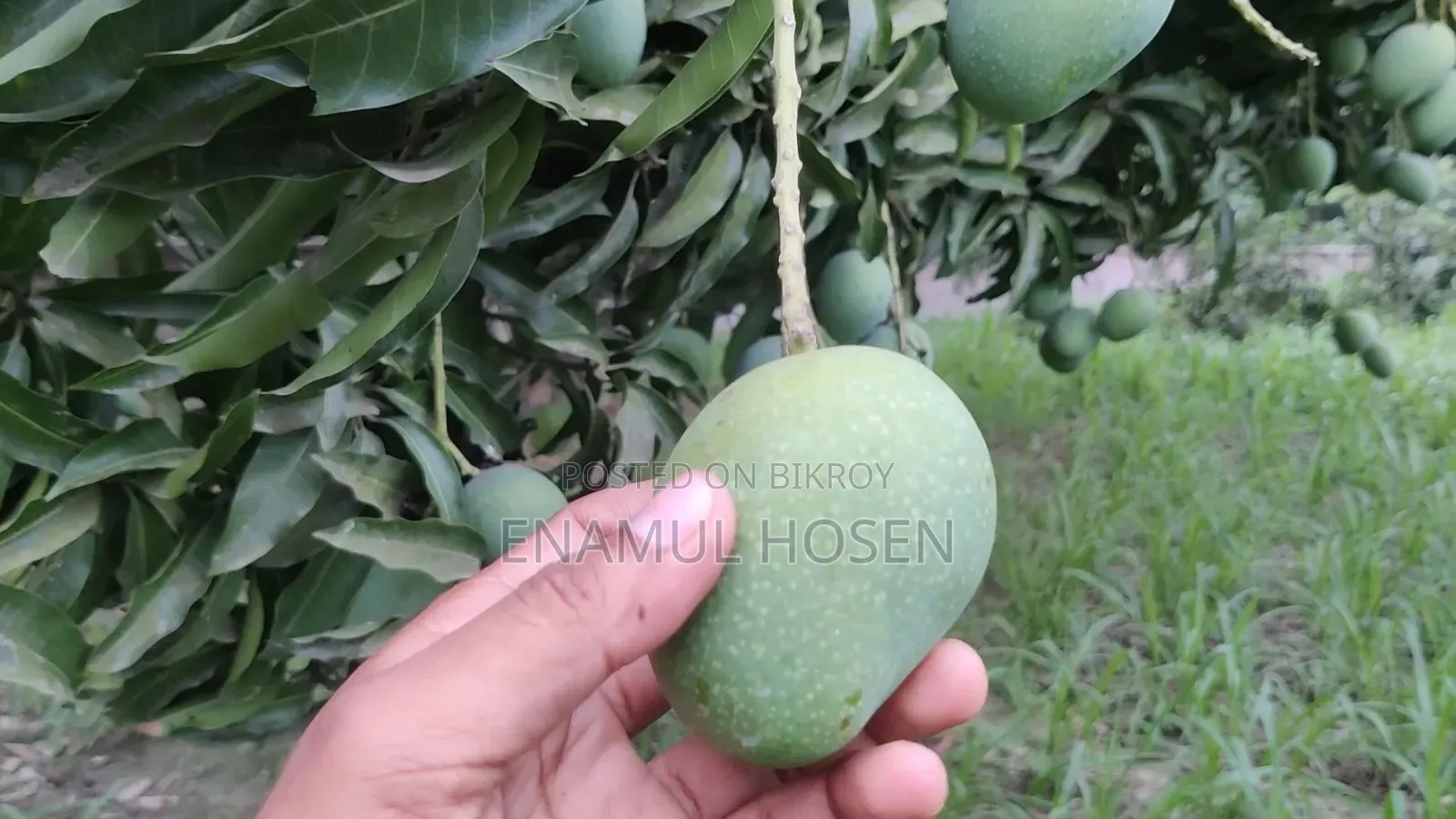 High-Quality Litchi