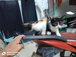 1-3 Months Female Mixed Breed Persian