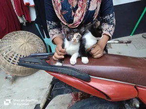 1-3 Months Female Mixed Breed Persian