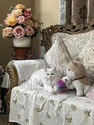 6-12 Months Female Purebred Persian