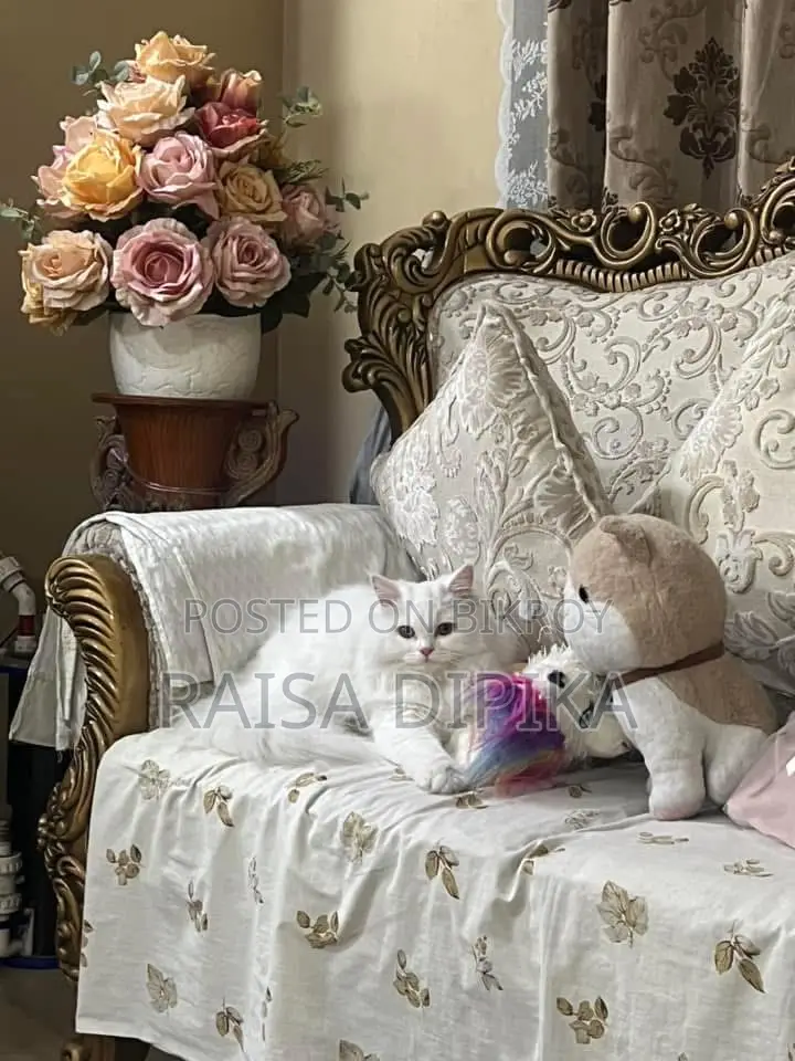 6-12 Months Female Purebred Persian