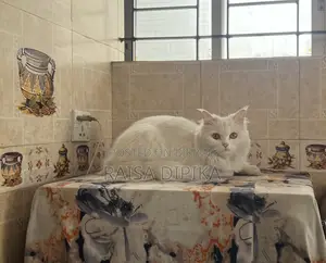 6-12 Months Female Purebred Persian