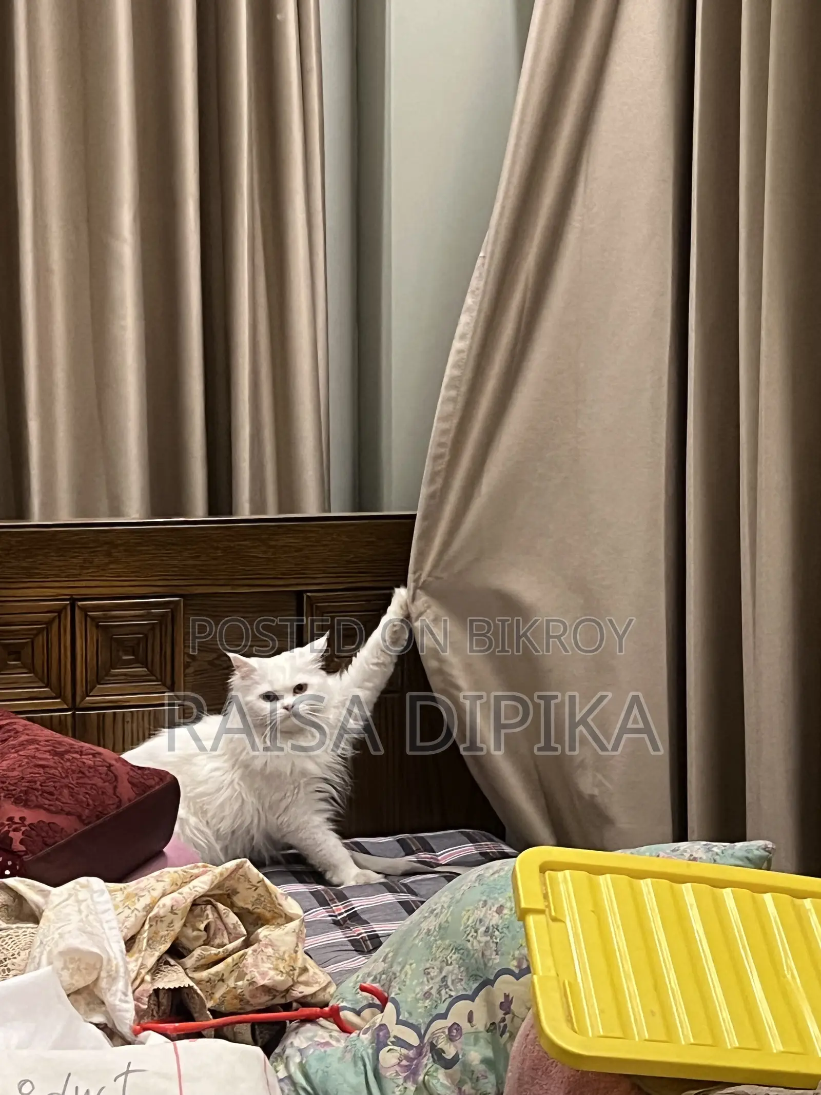 6-12 Months Female Purebred Persian