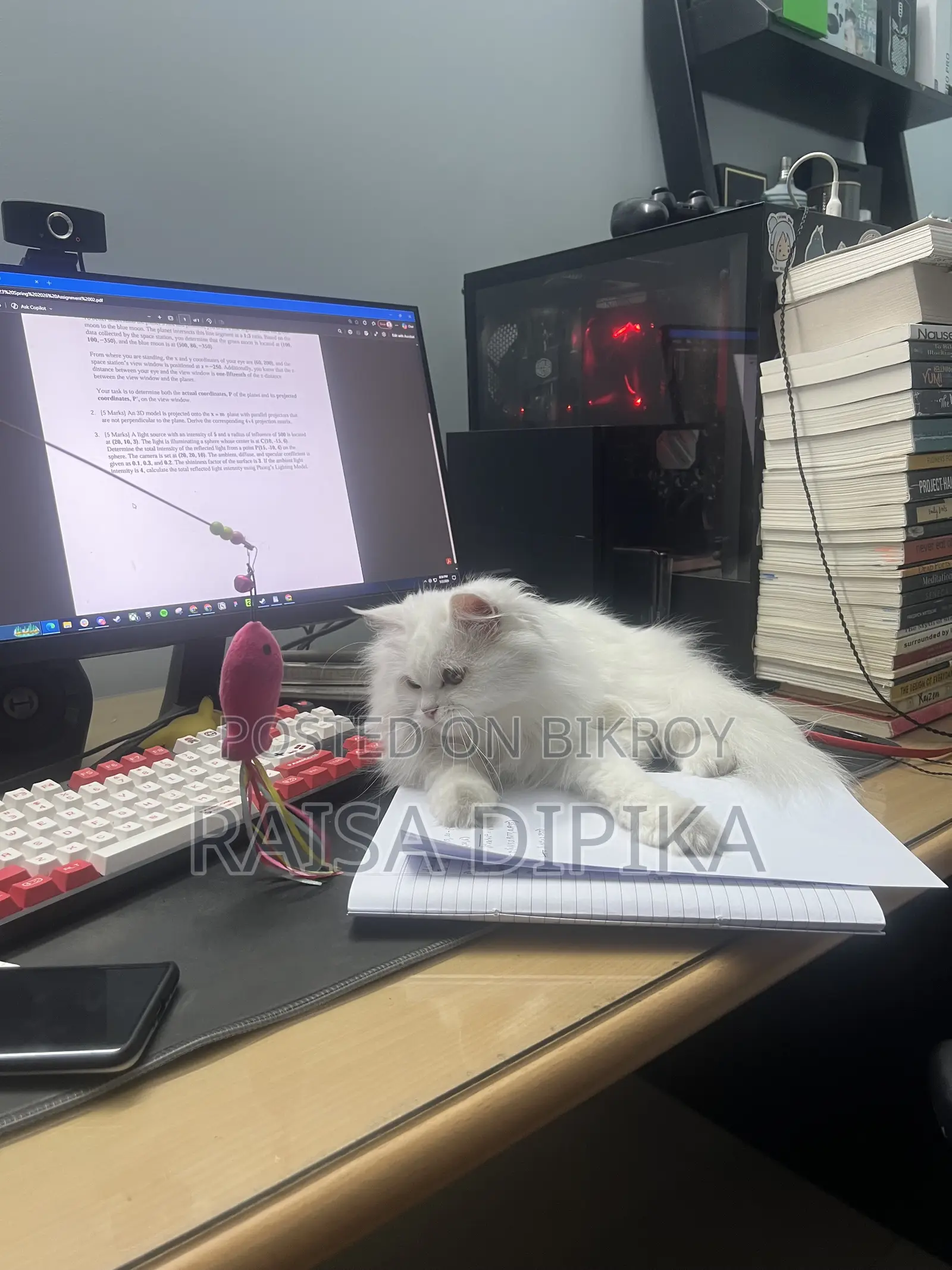 6-12 Months Female Purebred Persian