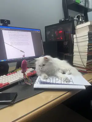 6-12 Months Female Purebred Persian