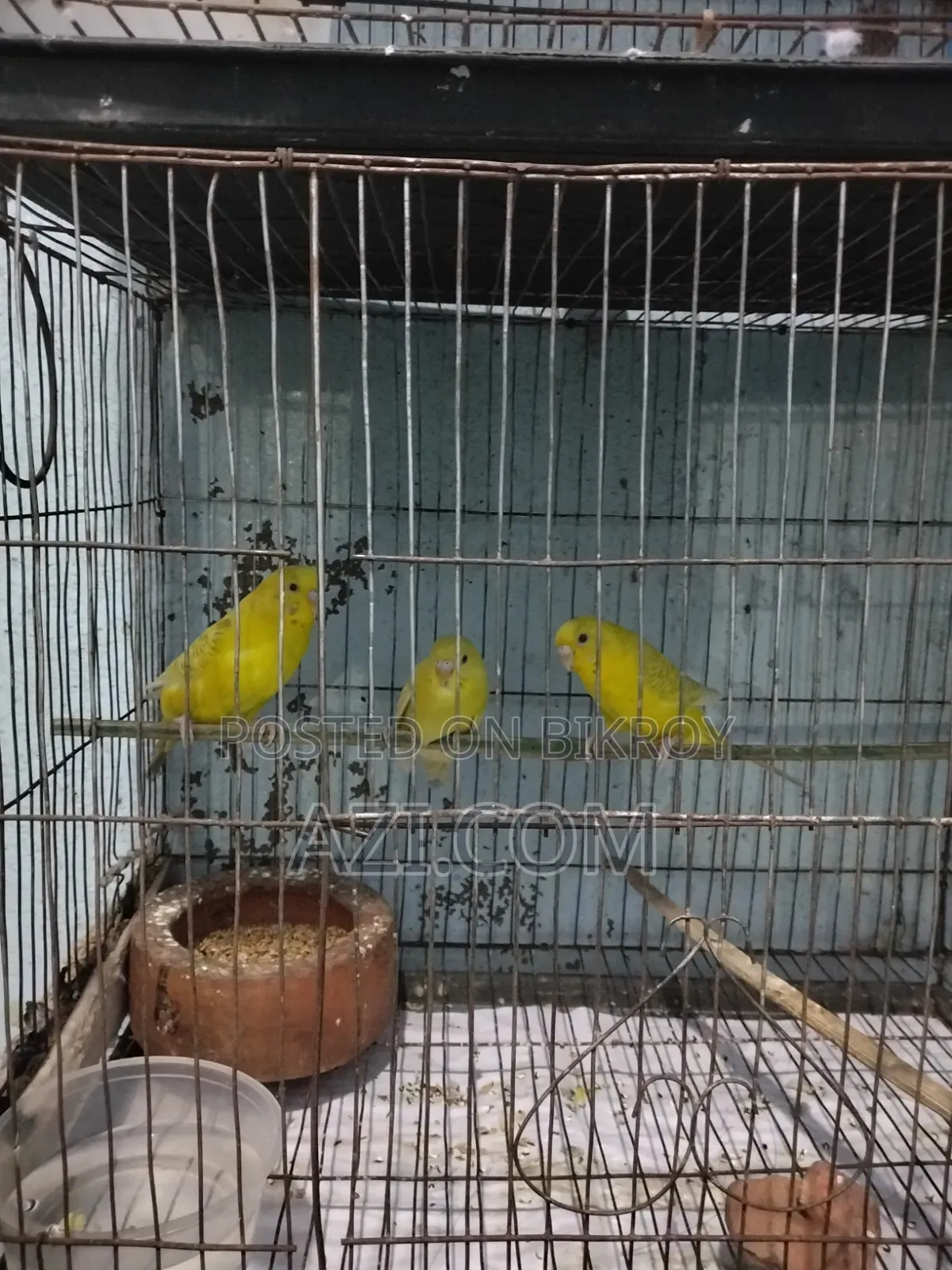 রানিং বাজরিগার পাখি