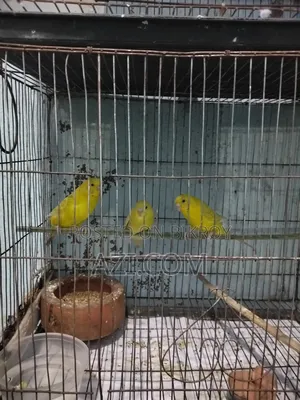 রানিং বাজরিগার পাখি