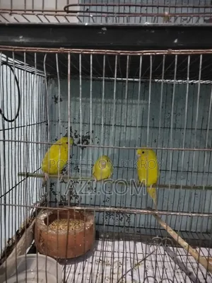 রানিং বাজরিগার পাখি
