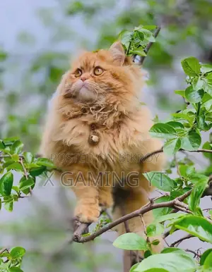 1+ Year Male Purebred Persian