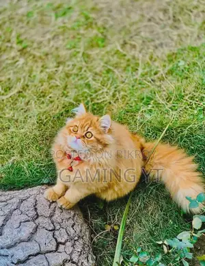 1+ Year Male Purebred Persian