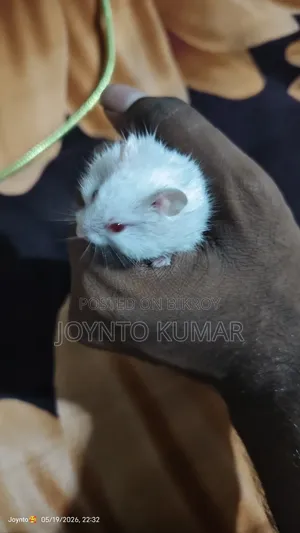 Dorp Hamster