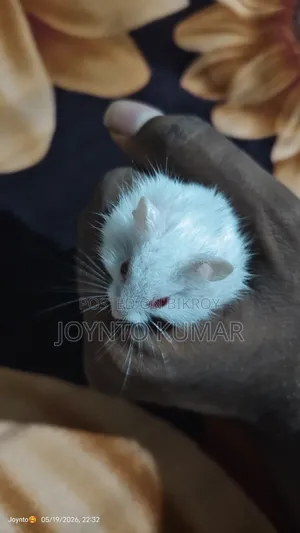 Dorp Hamster