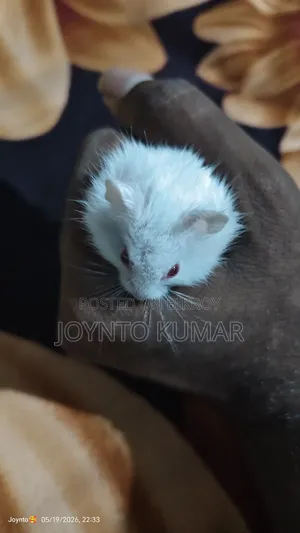 Dorp Hamster
