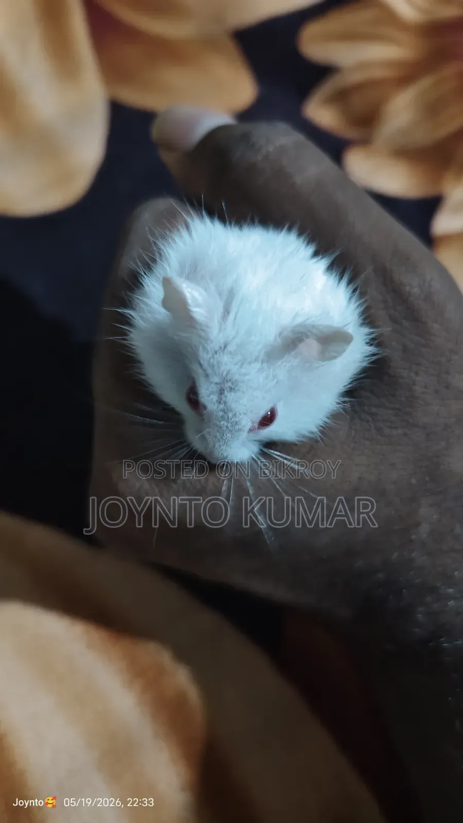 Dorp Hamster