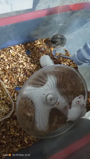 Dorp Hamster