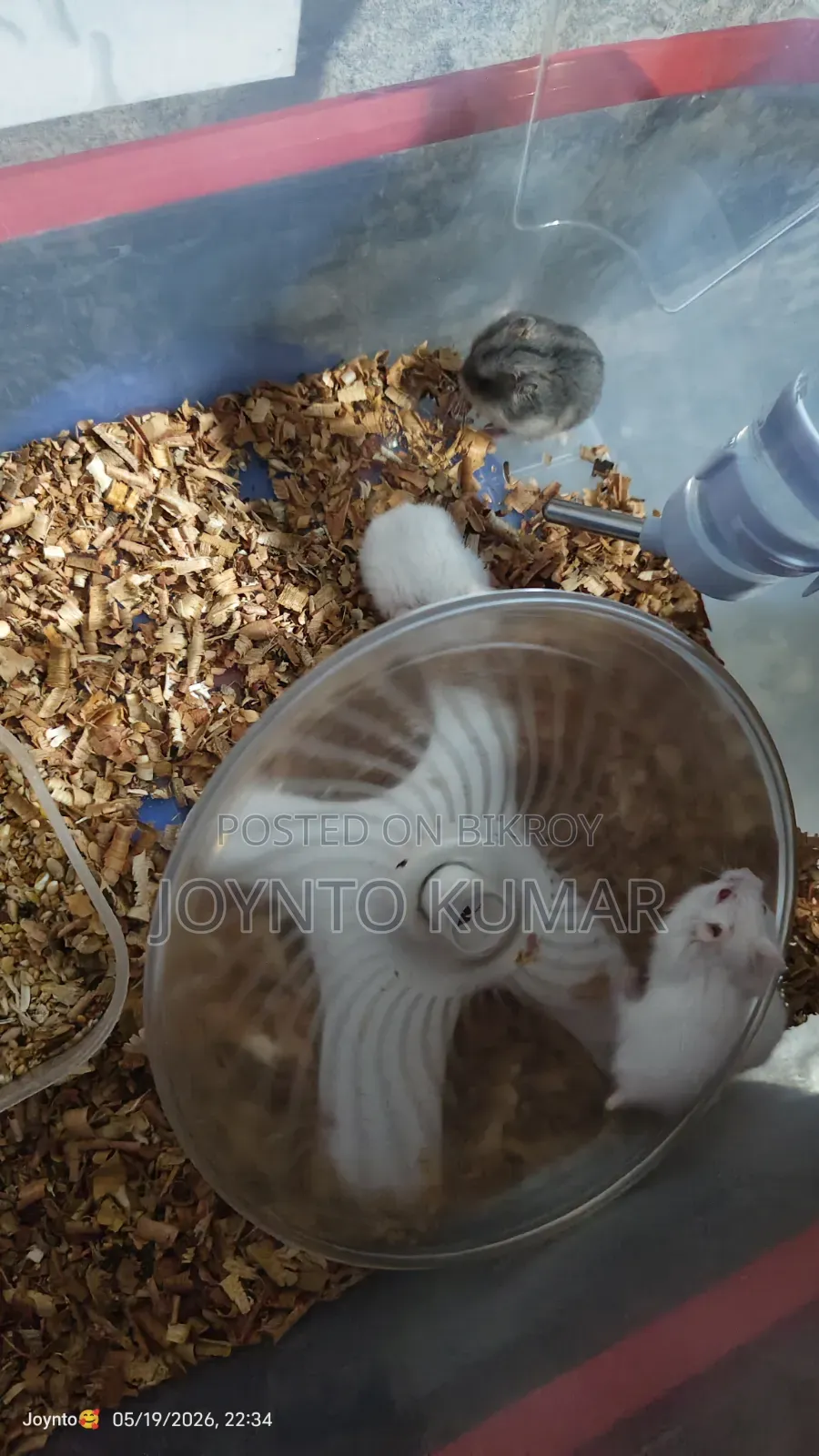 Dorp Hamster