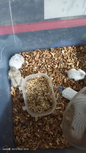 Dorp Hamster