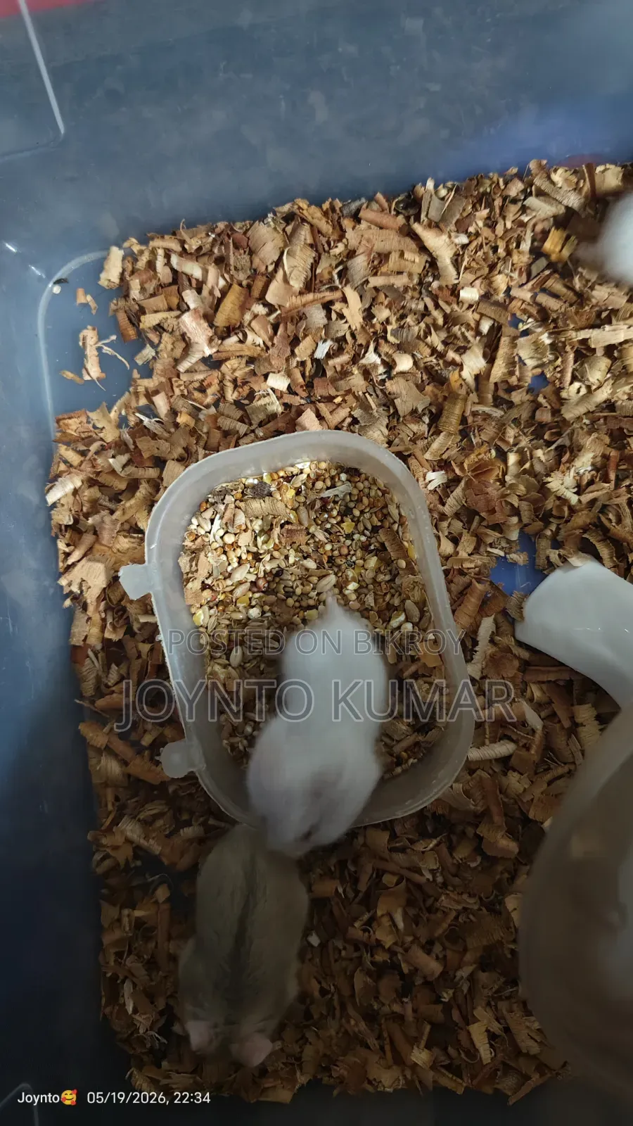 Dorp Hamster