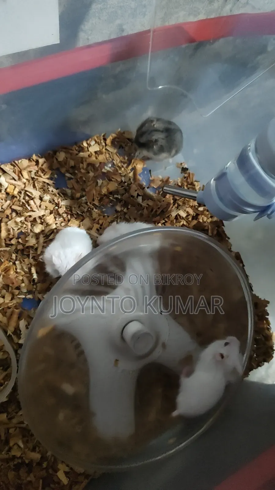 Dorp Hamster