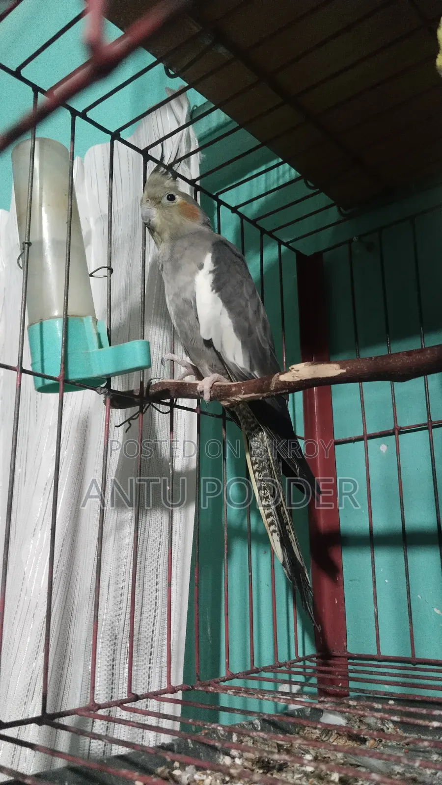 Female Cockatiel