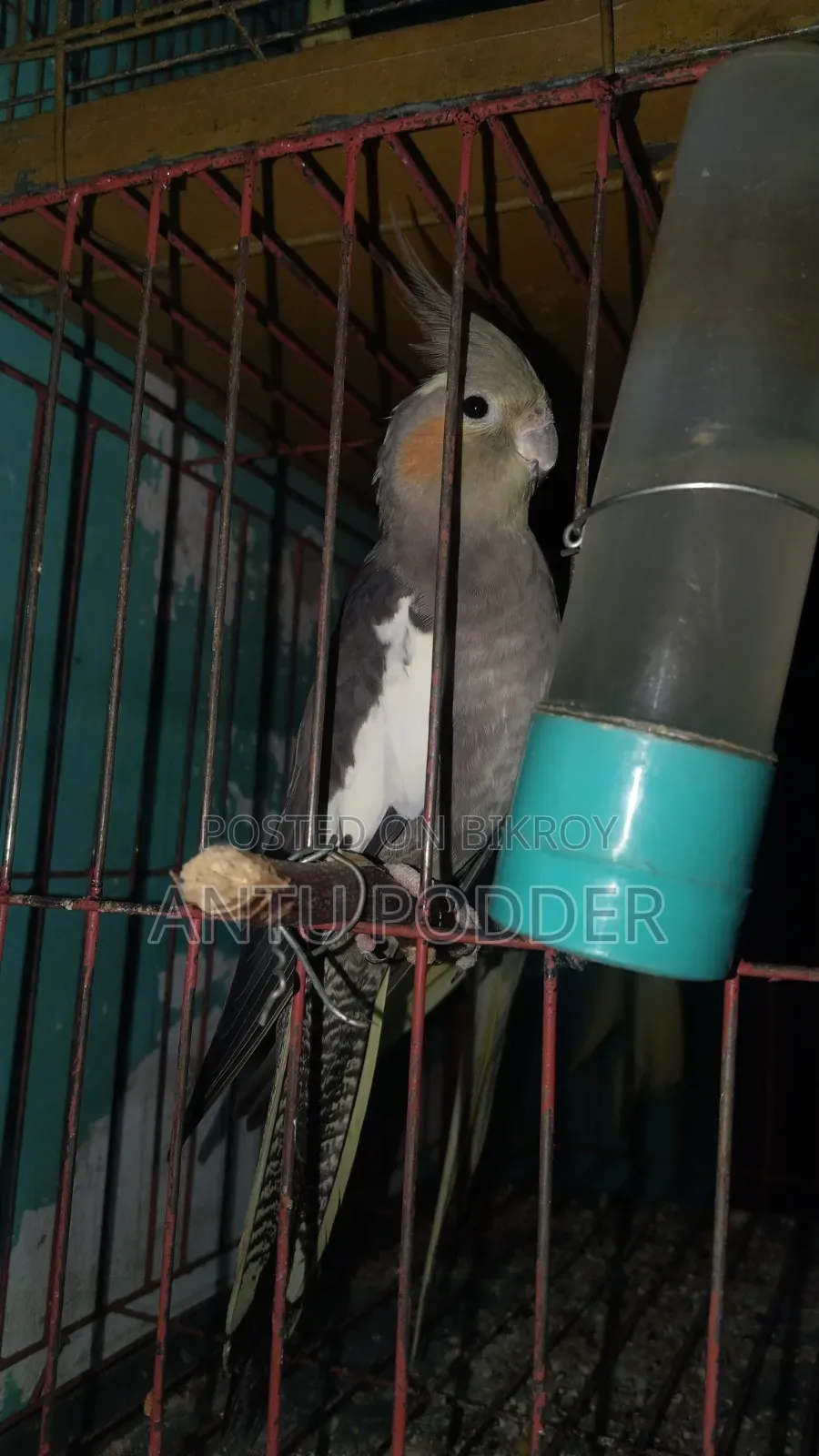 Female Cockatiel