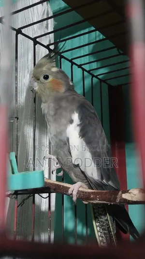 Female Cockatiel