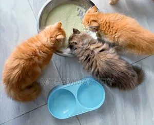 ১-৩ মাস বয়সী পুরুষ পিওরব্রেড পার্সিয়ান