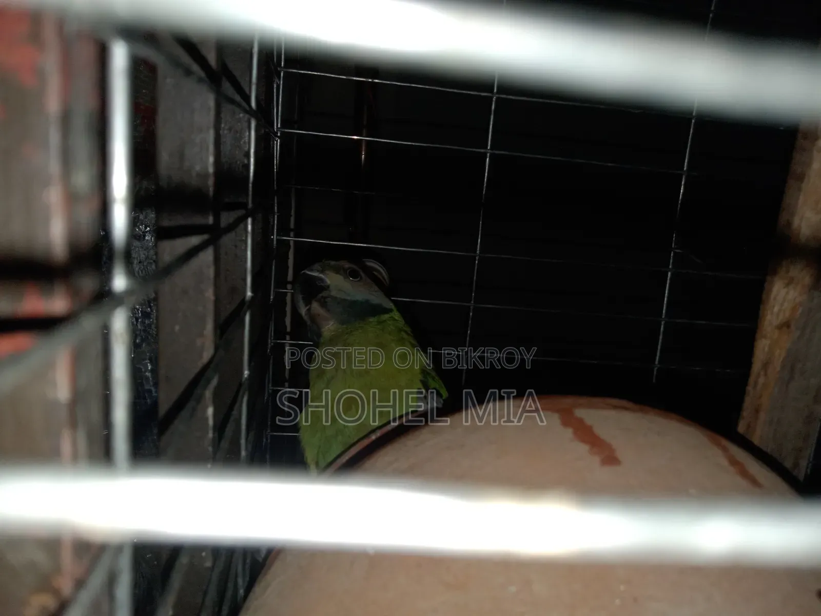 A Female Parrot