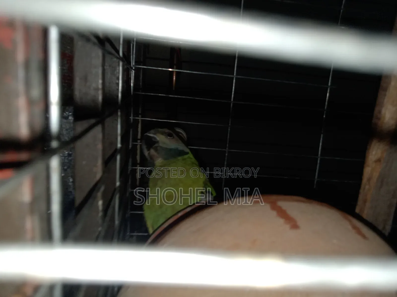 A Female Parrot