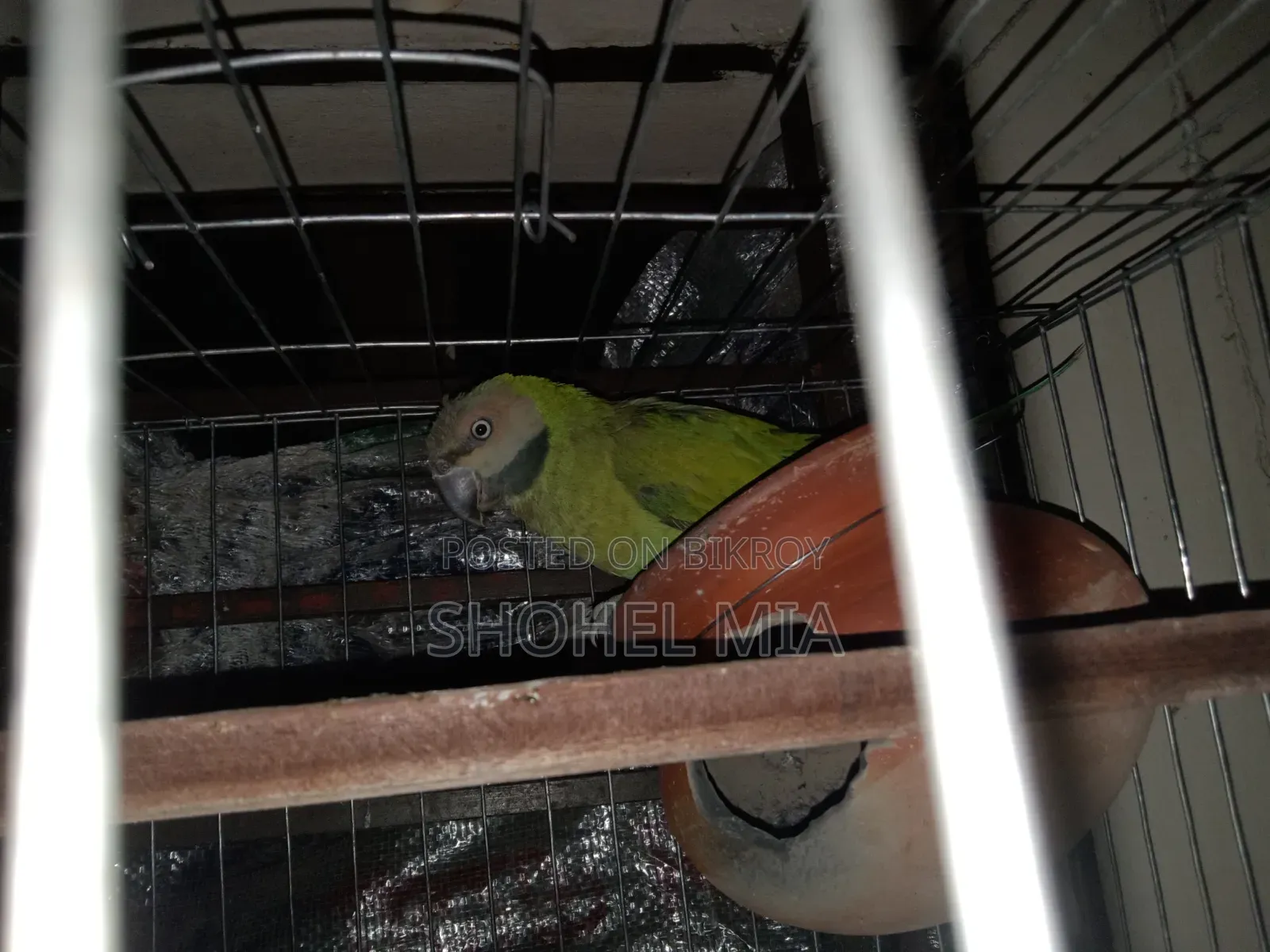 A Female Parrot