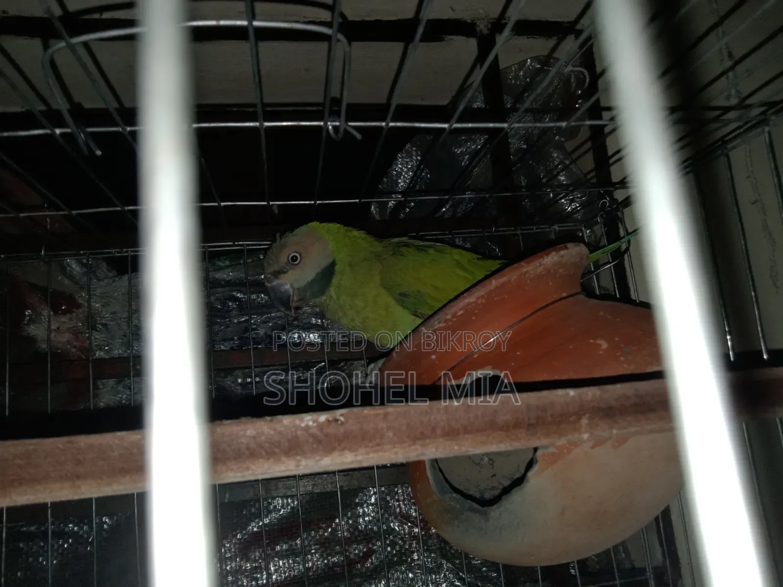A Female Parrot