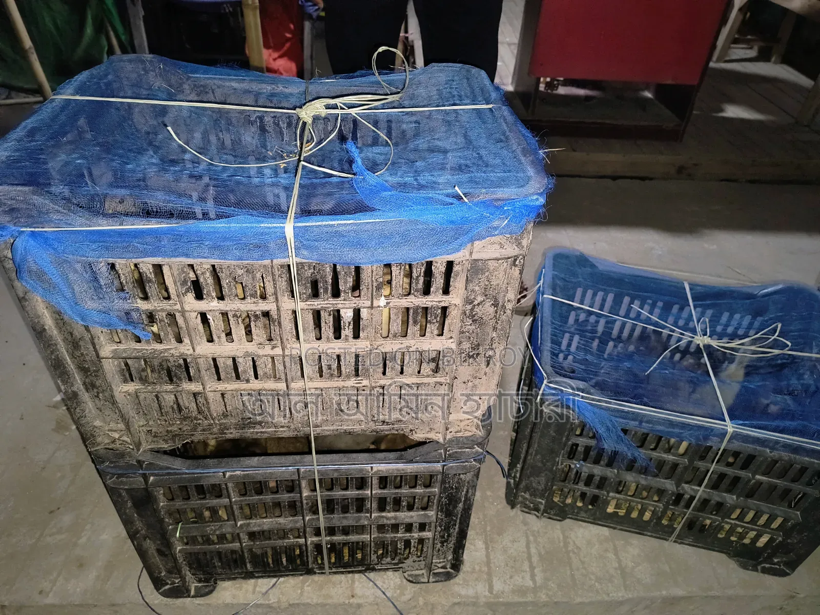 Alhamdulillah! 95 Ducklings Delivered to Natore