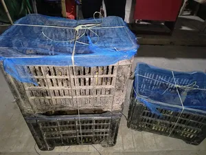 Alhamdulillah! 95 Ducklings Delivered to Natore