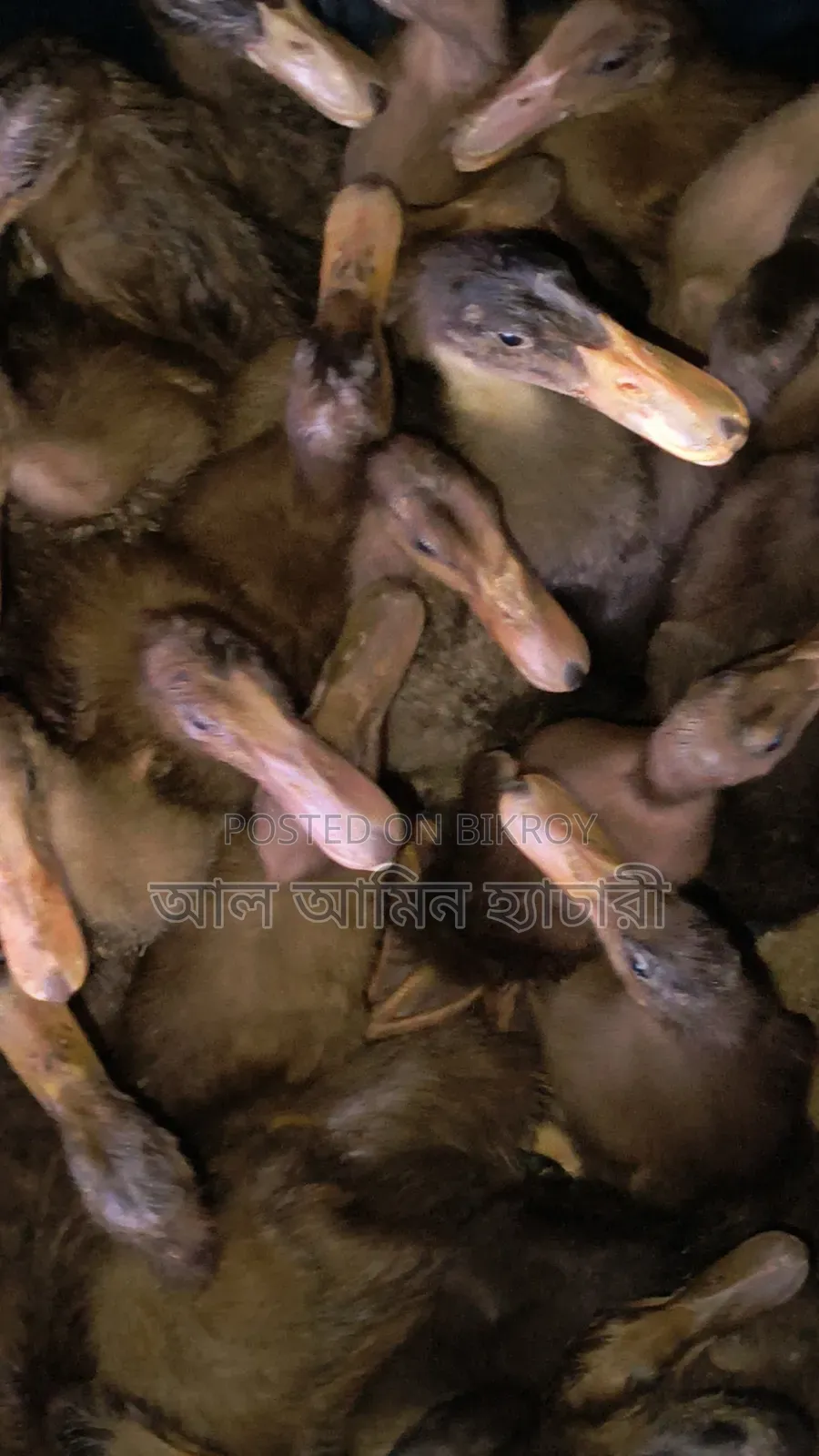 Alhamdulillah! 95 Ducklings Delivered to Natore