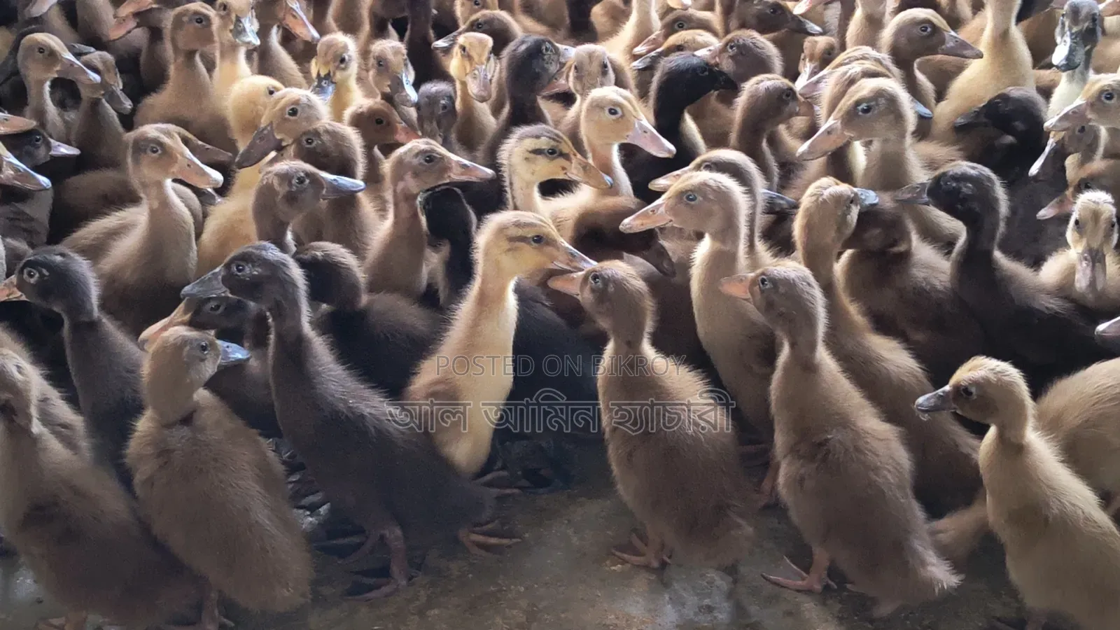 Alhamdulillah! 95 Ducklings Delivered to Natore