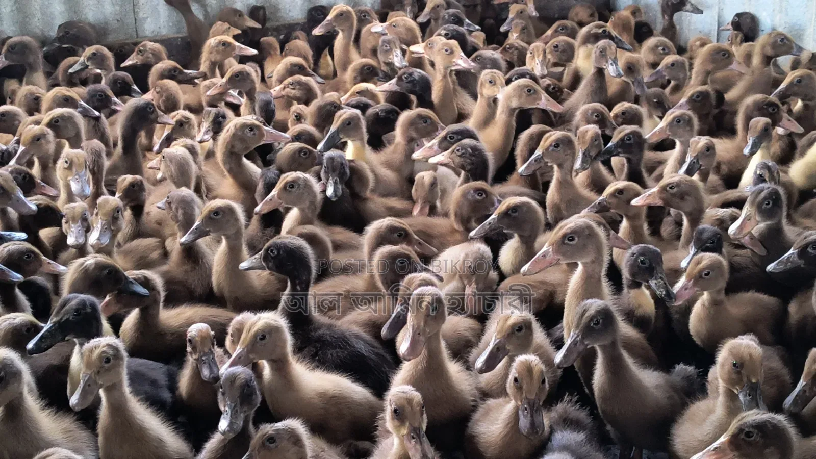 Alhamdulillah! 95 Ducklings Delivered to Natore