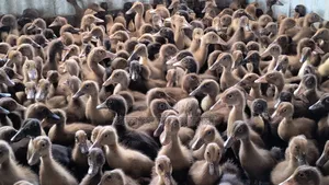 Alhamdulillah! 95 Ducklings Delivered to Natore