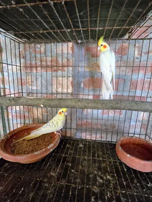 Lutino Cockatiel Pair