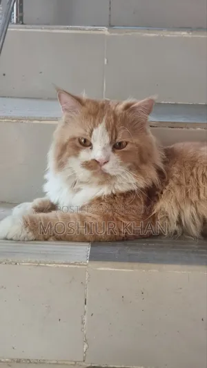 1+ Year Male Purebred Persian