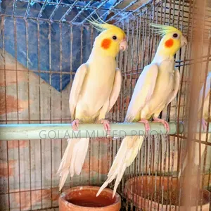 Lutino Cockatiel Pair
