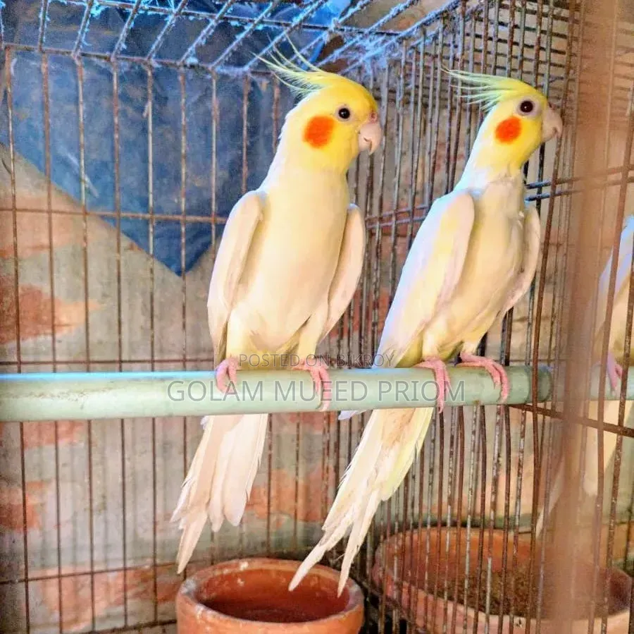 Lutino Cockatiel Pair
