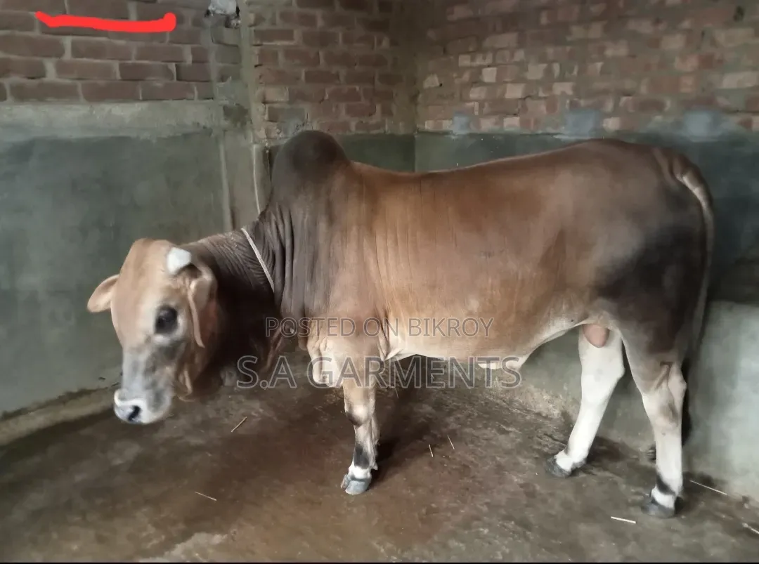 শাহীওয়াল জোড়া ষাঁড়