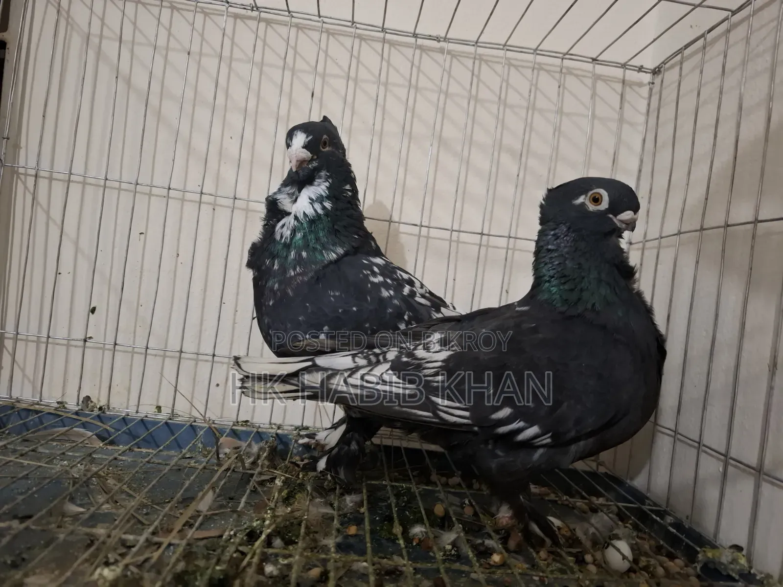 Pakistani Satin Pigeon