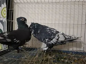 Pakistani Satin Pigeon